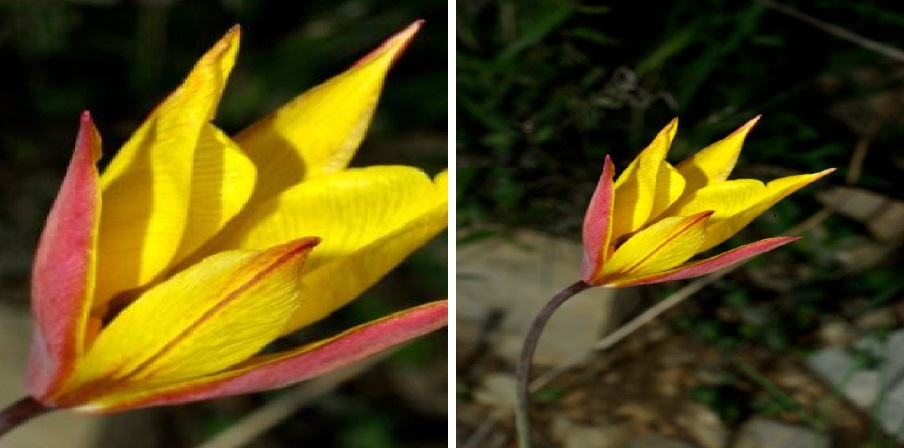 Flower example for image classification