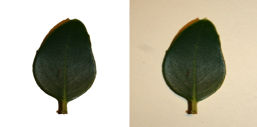 Leaf scan example for image classification