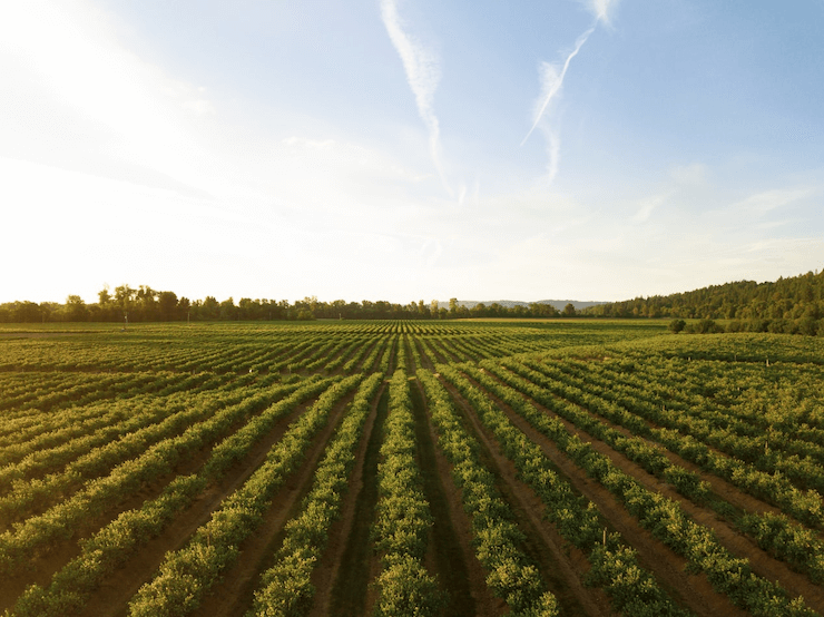 Agriculture sector grass field